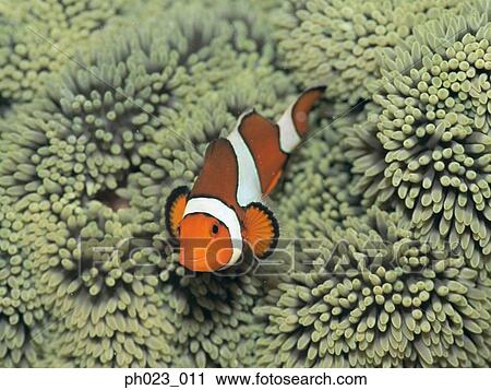 Clownfish (AmphiNRion ocellaris) and Sea Anemone View Large Photo Image Stock Image - Clownfish (AmphiNRion ocellaris) and Sea Anemone. Fotosearch