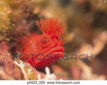 Stock Image - Crested Blenny (Parablennius laticlavius). Fotosearch