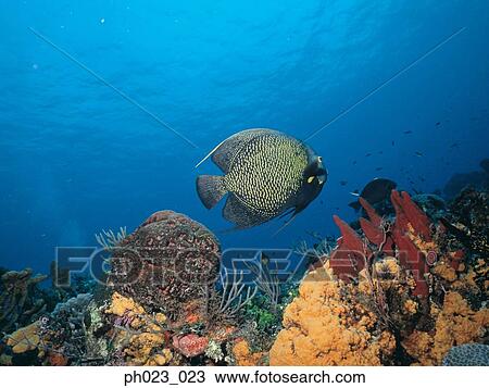 French Angelfish (Pomacanthus paru) View Large Photo Image Stock Image - French Angelfish (Pomacanthus paru). Fotosearch