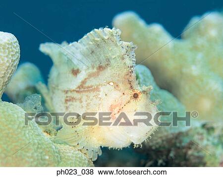 Frogfish View Large Photo Image Stock Photo - Frogfish. Fotosearch