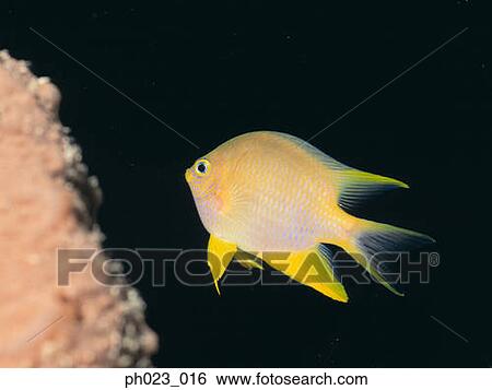 Stock Photograph - Golden Damsel (Amblyglyphidolon aureus). Fotosearch