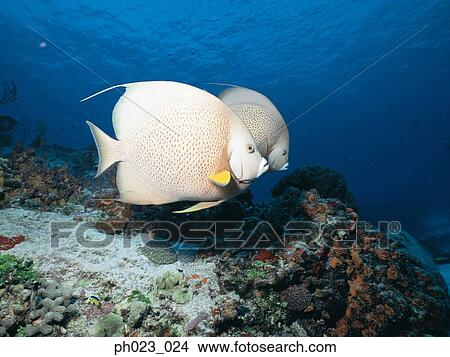 Gray Angelfish View Large Photo Image Picture - Gray Angelfish. Fotosearch