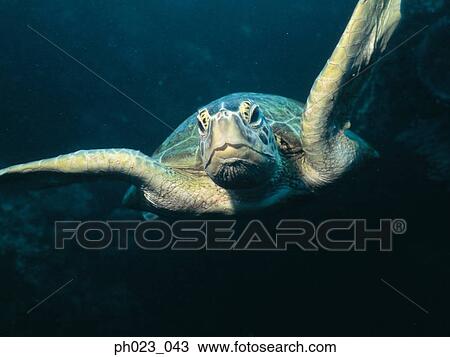 Green Sea Turtle, close up View Large Photo Image Stock Image - Green Sea Turtle, close up. Fotosearch