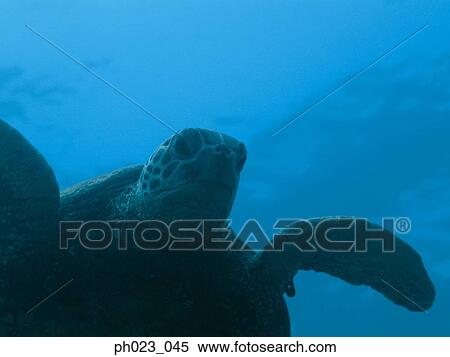Green Sea Turtle, close up View Large Photo Image Stock Photography - Green Sea Turtle, close up. Fotosearch