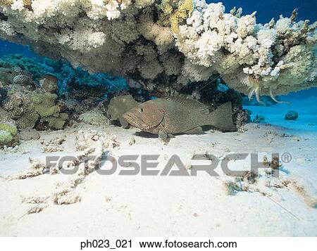 Grouper View Large Photo Image Stock Image - Grouper. Fotosearch