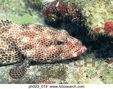 Grouper View Large Photo Image Stock Photo - Grouper. Fotosearch