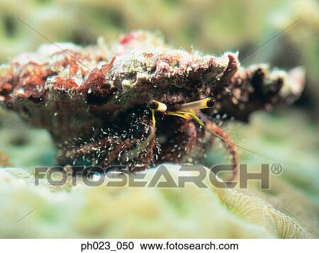 Stock Image - Hermit Crab. Fotosearch
