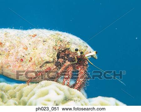 Hermit Crab View Large Photo Image Stock Image - Hermit Crab. Fotosearch