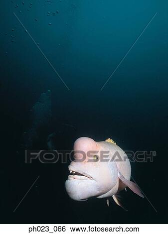Humphead Wrasse View Large Photo Image Stock Photograph - Humphead Wrasse. Fotosearch