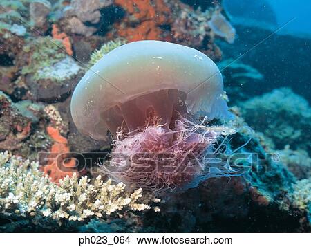 Jellyfish View Large Photo Image Picture - Jellyfish. Fotosearch
