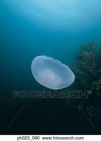 Jellyfish View Large Photo Image Stock Image - Jellyfish. Fotosearch