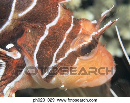 Lionfish (Pterois volitans), close up View Large Photo Image Stock Photo - Lionfish (Pterois volitans), close up. Fotosearch