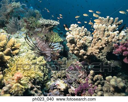 Lionfish (Pterois volitans) View Large Photo Image Stock Image - Lionfish (Pterois volitans). Fotosearch