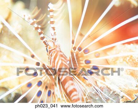 Lionfish (Pterois volitans) View Large Photo Image Stock Image - Lionfish (Pterois volitans). Fotosearch