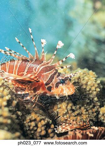 Lionfish (Pterois volitans) View Large Photo Image Stock Photo - Lionfish (Pterois volitans). Fotosearch