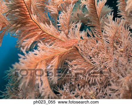 Stock Photography - Long-nosed hawk fish (Oxycirrhites typus). Fotosearch