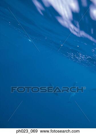 Marine Fish View Large Photo Image Stock Photo - Marine Fish. Fotosearch