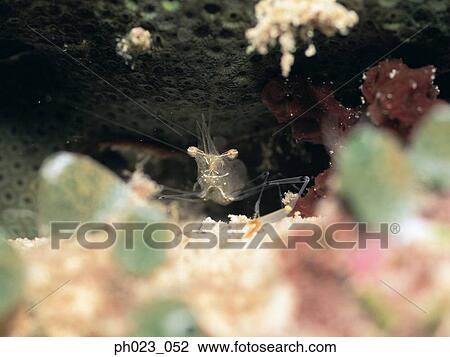 Marine Shrimp View Large Photo Image Stock Image - Marine Shrimp. Fotosearch