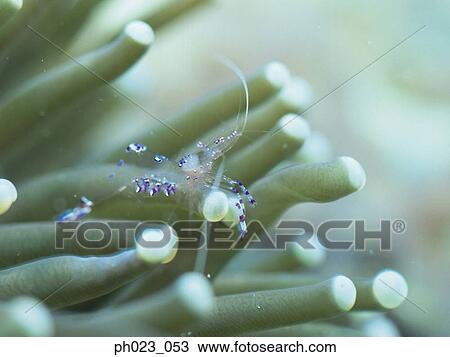 Stock Image - Marine Shrimp. Fotosearch