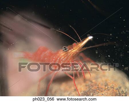 Marine Shrimp View Large Photo Image Stock Photograph - Marine Shrimp. Fotosearch