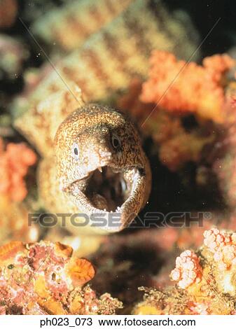 Moray Eel View Large Photo Image Stock Image - Moray Eel. Fotosearch