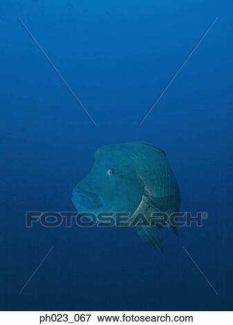Napoleon Wrasse Fish View Large Photo Image Stock Photo - Napoleon Wrasse Fish. Fotosearch