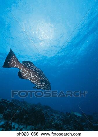 Nassau Grouper View Large Photo Image Stock Photo - Nassau Grouper. Fotosearch
