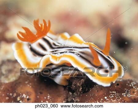 Stock Image - Nudibranch. Fotosearch