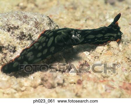 Stock Image - Nudibranch. Fotosearch