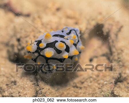 Nudibranch View Large Photo Image Stock Image - Nudibranch. Fotosearch