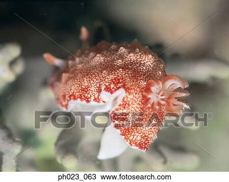 Nudibranch View Large Photo Image Stock Image - Nudibranch. Fotosearch