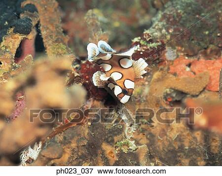 Nudibranch View Large Photo Image Stock Photo - Nudibranch. Fotosearch