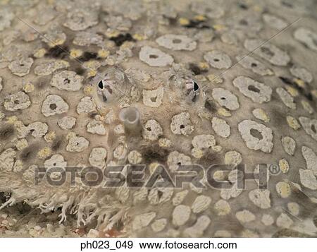 Stock Photo - Peacock flounder (Bothus lunatus), close up. Fotosearch