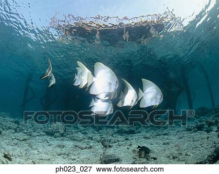School of batfish View Large Photo Image Stock Photo - School of batfish. Fotosearch