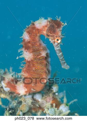 Sea Horse View Large Photo Image Stock Photo - Sea Horse. Fotosearch