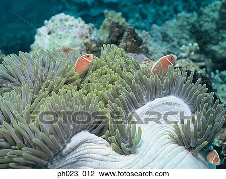 Stock Image - Skunk Anemone Fish. Fotosearch
