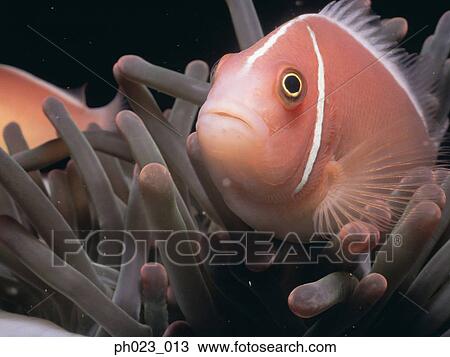 Skunk Anemone Fish View Large Photo Image Stock Image - Skunk Anemone Fish. Fotosearch