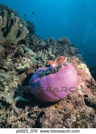 Skunk Anemone Fish View Large Photo Image Stock Image - Skunk Anemone Fish. Fotosearch