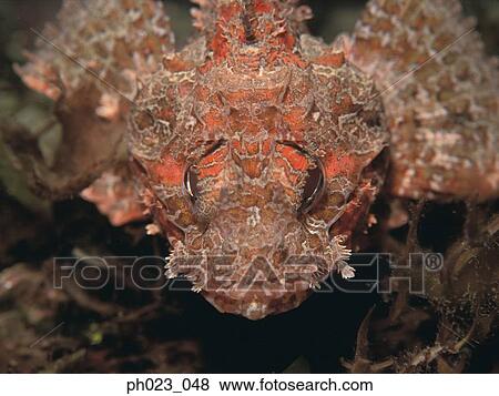 Spotted scorpionfish (Scorpaena plumieri) View Large Photo Image Stock Photo - Spotted scorpionfish (Scorpaena plumieri). Fotosearch