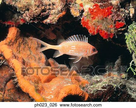 Squirrelfish View Large Photo Image Stock Photograph - Squirrelfish. Fotosearch