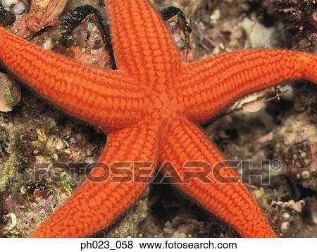Starfish, close up View Large Photo Image Stock Photo - Starfish, close up. Fotosearch