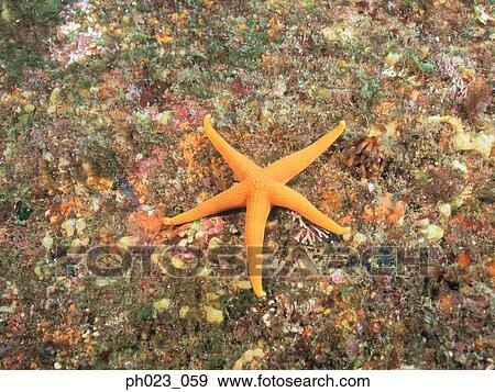 Starfish View Large Photo Image Stock Photo - Starfish. Fotosearch