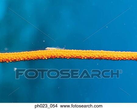 Whip Coral Goby View Large Photo Image Picture - Whip Coral Goby. Fotosearch