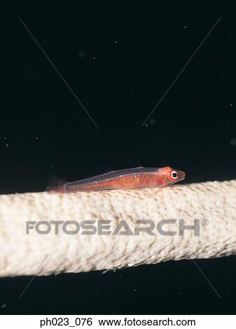Whip Coral Goby View Large Photo Image Stock Photograph - Whip Coral Goby. Fotosearch