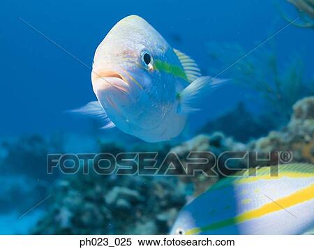 Stock Photography - Yellowtail snappers (Ocyurus chrysurus). Fotosearch