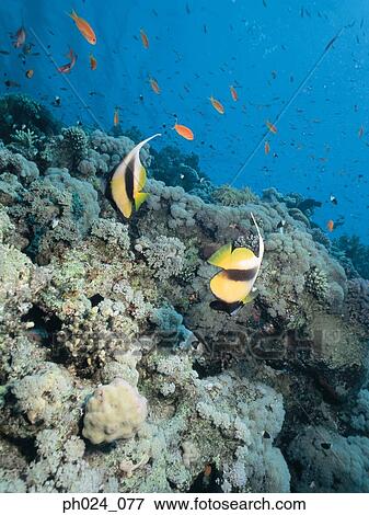 Stock Photo - Bannerfish, school of fairy basslet and coral reef. Fotosearch