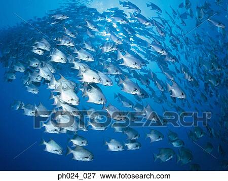 Large school of fish View Large Photo Image Stock Photo - Large school of fish. Fotosearch