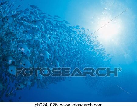 Large school of fish View Large Photo Image Stock Photograph - Large school of fish. Fotosearch
