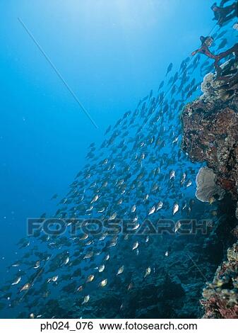 Large school of fish View Large Photo Image Stock Photograph - Large school of fish. Fotosearch
