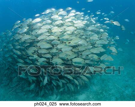 Large school of fish View Large Photo Image Stock Photography - Large school of fish. Fotosearch